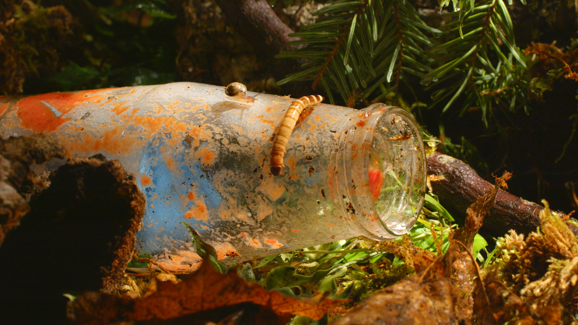 Compost